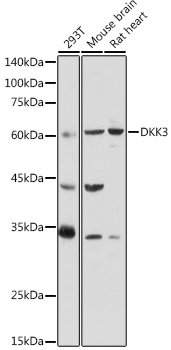 DKK3 Rabbit polyclonal antibody