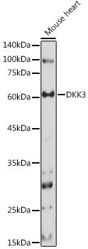 DKK3 Rabbit polyclonal antibody