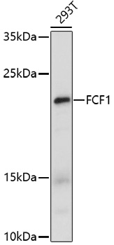 FCF1 Rabbit polyclonal antibody