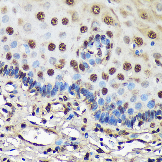 FCF1 Rabbit polyclonal antibody
