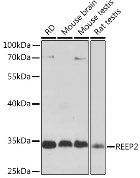 REEP2 Rabbit polyclonal antibody