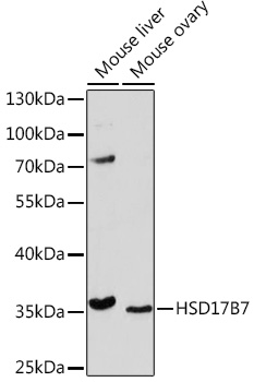 HSD17B7 Rabbit polyclonal antibody