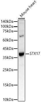 STX17 Rabbit polyclonal antibody