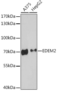 EDEM2 Rabbit polyclonal antibody