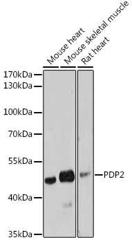 PDP2 Rabbit polyclonal antibody