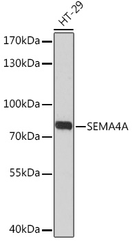 SEMA4A Rabbit polyclonal antibody