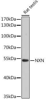 NXN Rabbit polyclonal antibody