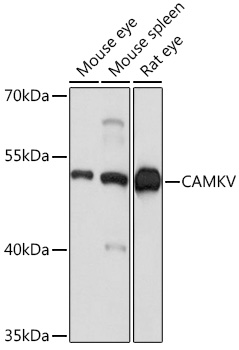 CAMKV Rabbit polyclonal antibody