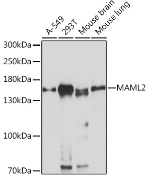 MAML2 Rabbit polyclonal antibody