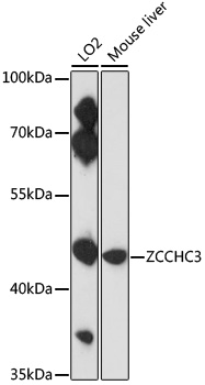 ZCCHC3 Rabbit polyclonal antibody