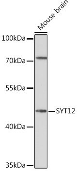 SYT12 Rabbit polyclonal antibody
