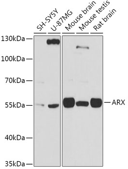 ARX Rabbit polyclonal antibody