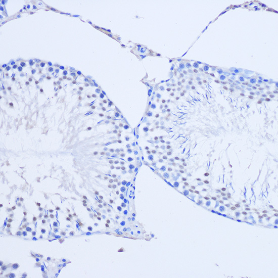 ARX Rabbit polyclonal antibody