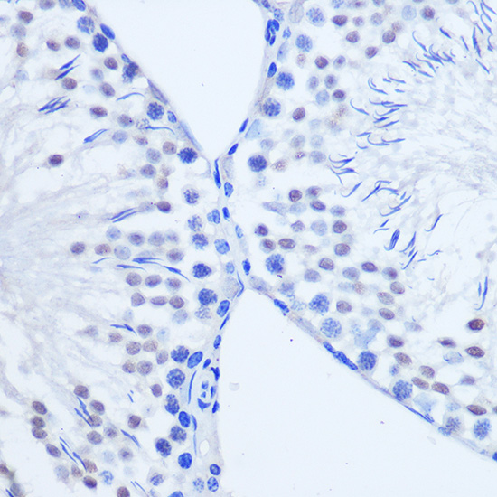 ARX Rabbit polyclonal antibody