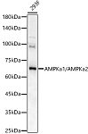 Western blot - AMPKa1/AMPKa2 Rabbit pAb (A17290)