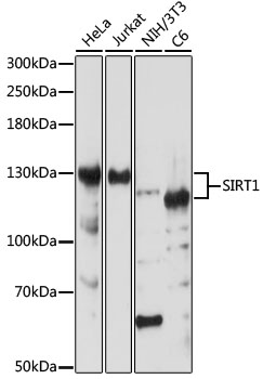 [KO Validated] SIRT1 Rabbit polyclonal antibody