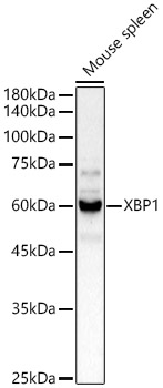 XBP1 Rabbit polyclonal antibody