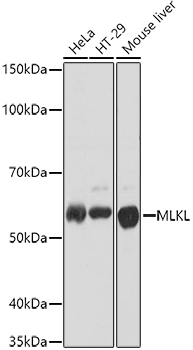 MLKL Rabbit polyclonal antibody