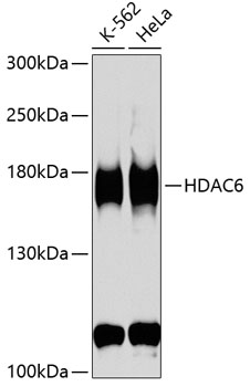 HDAC6 Rabbit polyclonal antibody