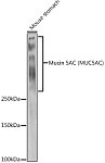 Western blot - Mucin 5AC (MUC5AC) Rabbit pAb (A17325)
