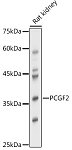Western blot - PCGF2 Rabbit pAb (A17327)