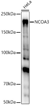NCOA3 Rabbit polyclonal antibody