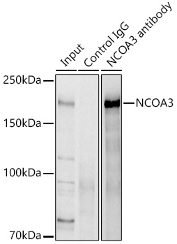 NCOA3 Rabbit polyclonal antibody