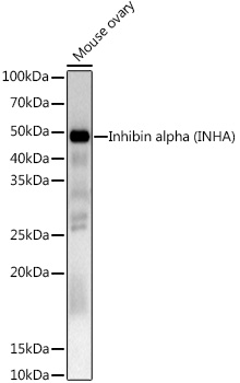Inhibin alpha (INHA) Rabbit polyclonal antibody