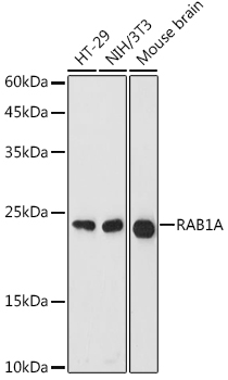 RAB1A Rabbit polyclonal antibody