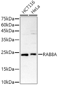 RAB8A Rabbit pAb