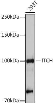 ITCH Rabbit polyclonal antibody