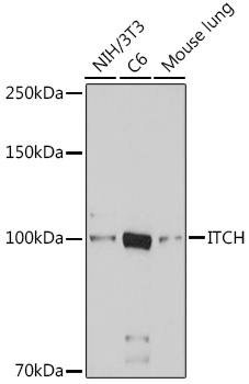 ITCH Rabbit polyclonal antibody