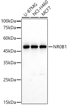 NR0B1 Rabbit polyclonal antibody
