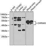Western blot - CHRNA5 Rabbit pAb (A1741)
