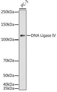 DNA Ligase IV Rabbit polyclonal antibody