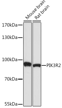 PI3 Kinase p85 beta Rabbit polyclonal antibody