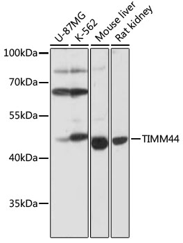 TIMM44 Rabbit polyclonal antibody