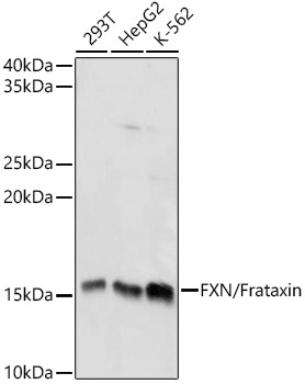 FXN / Frataxin Rabbit polyclonal antibody