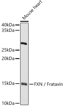 FXN / Frataxin Rabbit polyclonal antibody