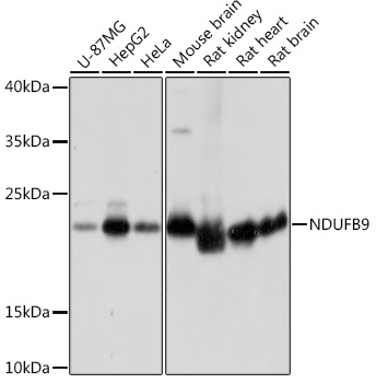 NDUFB9 Rabbit polyclonal antibody