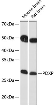 PDXP Rabbit polyclonal antibody