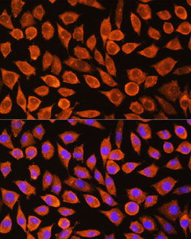 PDXP Rabbit polyclonal antibody
