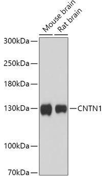 CNTN1 Rabbit polyclonal antibody