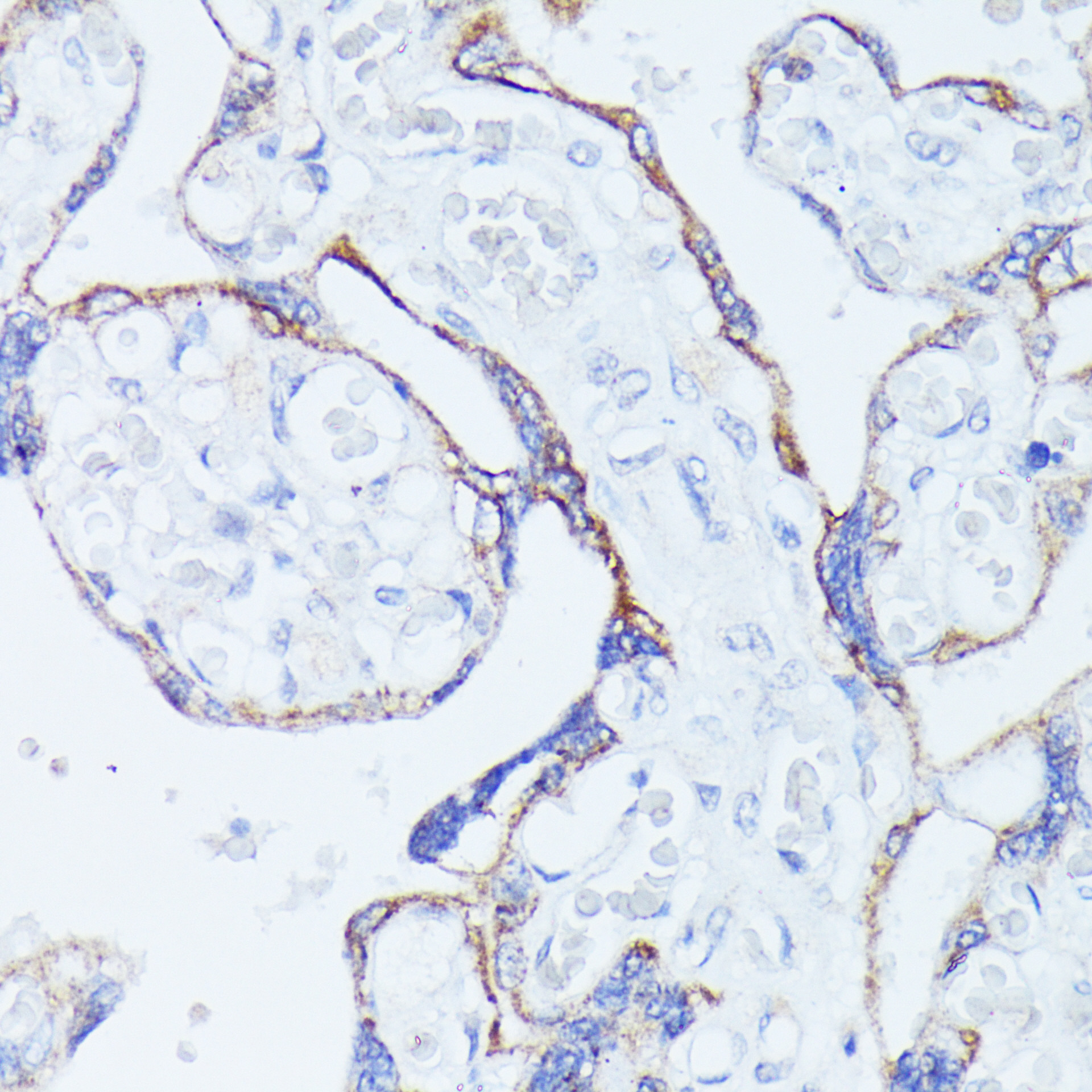 CNTN1 Rabbit polyclonal antibody