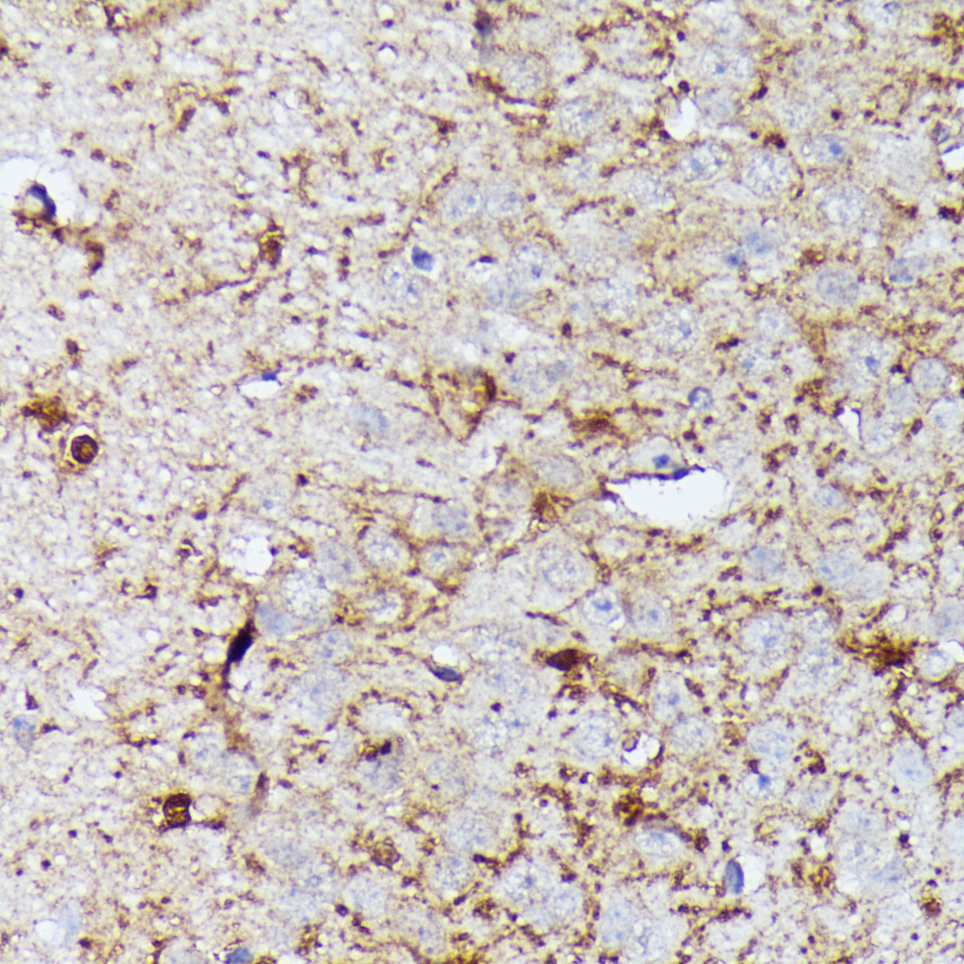 CNTN1 Rabbit polyclonal antibody