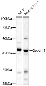Septin 1 Rabbit polyclonal antibody