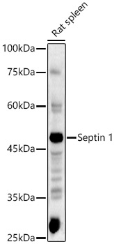 Septin 1 Rabbit polyclonal antibody