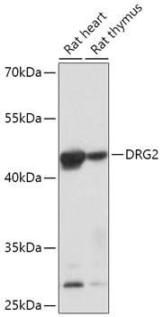 DRG2 Rabbit polyclonal antibody