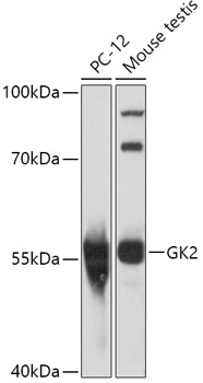GK2 Rabbit polyclonal antibody