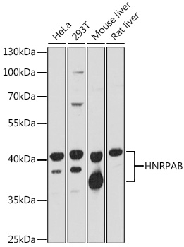 HNRPAB Rabbit polyclonal antibody
